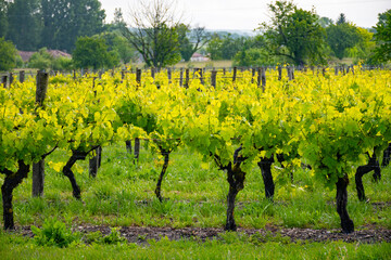 Summer on vineyards of Cognac white wine region, Charente, white ugni blanc grape uses for Cognac...
