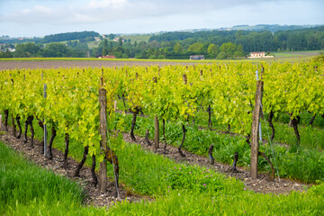 Summer on vineyards of Cognac white wine region, Charente, white ugni blanc grape uses for Cognac...