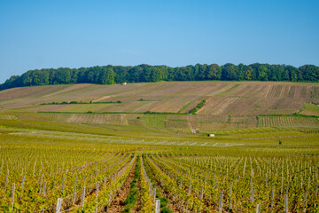 Fototapeta premium Driving car on green grand cru vineyards near Avize, region Champagne, France. Cultivation of white chardonnay wine grape on chalky soils of Cote des Blancs.