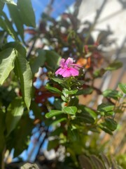 Obraz premium Flores