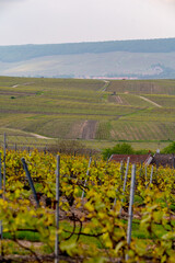 Fototapeta premium View on grand cru Champagne vineyards near Moulin de Verzenay, rows of pinot noir grape plants in Montagne de Reims near Verzy and Verzenay, Champagne, France