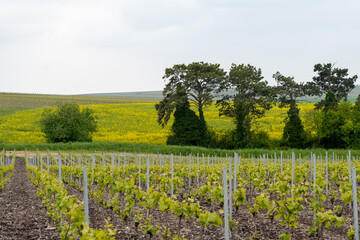 Grand cru Champagne vineyards near Bouzy and Ambonnay villages, rows of pinot noir grape plants in Montagne de Reims in spring, Champagne, France