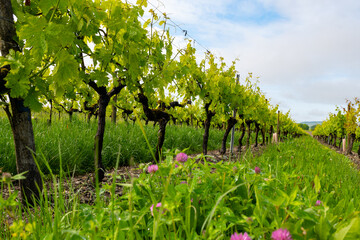 Summer on vineyards of Cognac white wine region, Charente, white ugni blanc grape uses for Cognac...