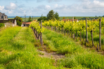 Summer on vineyards of Cognac white wine region, Charente, white ugni blanc grape uses for Cognac...