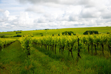 Summer on vineyards of Cognac white wine region, Charente, white ugni blanc grape uses for Cognac...