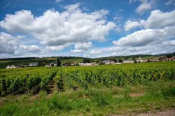 Green grand cru and premier cru vineyards with cross and rows of pinot noir grapes plants in Cote...