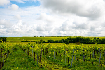 Summer on vineyards of Cognac white wine region, Charente, white ugni blanc grape uses for Cognac...
