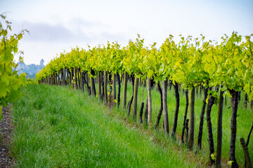 Summer on vineyards of Cognac white wine region, Charente, white ugni blanc grape uses for Cognac...