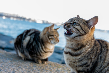 Two cats sitting on the rocks and one of them have its teeth out