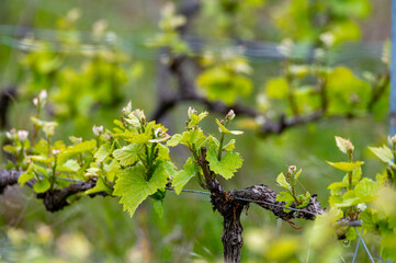 Close up on grand cru Champagne vineyards near Moulin de Verzenay, rows of pinot noir grape plants in Montagne de Reims near Verzy and Verzenay, Champagne, France