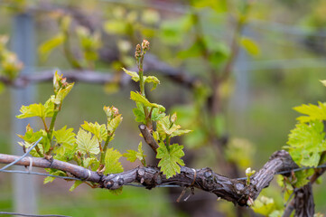 Close up on grand cru Champagne vineyards near Moulin de Verzenay, rows of pinot noir grape plants in Montagne de Reims near Verzy and Verzenay, Champagne, France