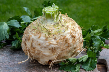 Celery root - celeriac, source of vitamins, fresh healthy vegetable, wedge