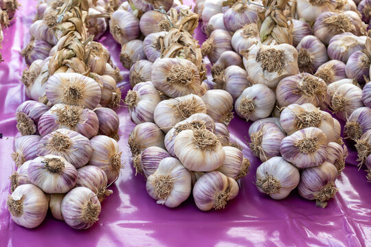 New harvest of fresh organic aromatic violet garlic in small Piolenc village, Vaucluse, Provence, France