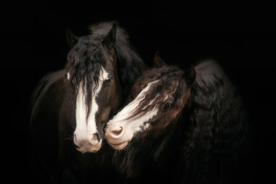 Black Shot portrait of mini tinker horses