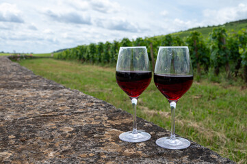 Tasting of red pinot noir wine on grand cru vineyards with cross and stone walls in Cote de nuits, making of famous red and white Burgundy wine in Burgundy region, Vosne-Romanee village