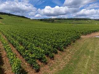 Green grand cru and premier cru vineyards with cross and rows of pinot noir grapes plants in Cote...
