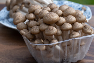 Brown shimeji edible mushrooms native to East Asia, buna-shimeji is widely cultivated and rich in umami tasting compounds