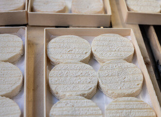 Rocamadour or cabecous soft goat AOC cheese with soft rind produced on farm in Perigord and Quercy on farmers market, departement Lot, France
