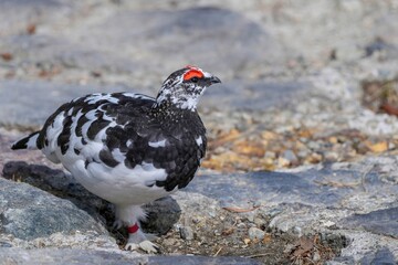 遊歩道を堂々と歩く雷鳥オス