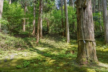 静寂に包まれた苔むした参道の情景