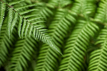 Fern leaves