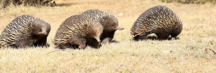 Echidna Train in breeding season in NSW Australia
