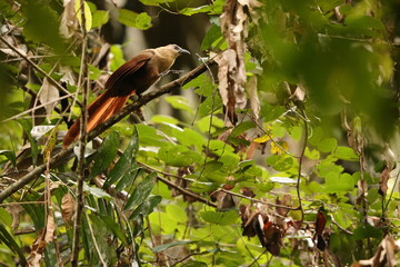 Bay coucal (Centropus celebensis) is a species of cuckoo in the family Cuculidae. It is endemic to Sulawesi, Indonesia.