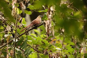 Bay coucal (Centropus celebensis) is a species of cuckoo in the family Cuculidae. It is endemic to Sulawesi, Indonesia.