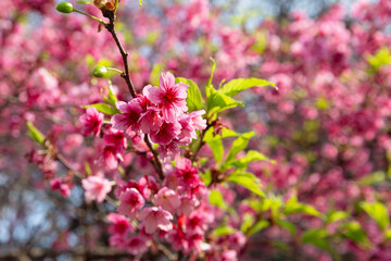 Cherry blossoms in Japan Square in Curitiba.