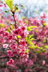 Cherry blossoms in Japan Square in Curitiba.