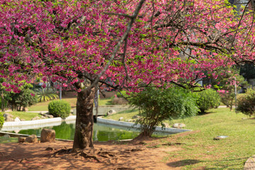 Cherry blossoms in Japan Square in Curitiba.