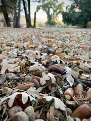 Dry leaves and acorns blanket the forest floor © Tara