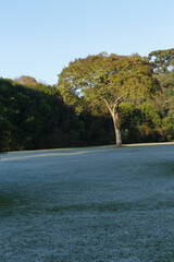 Frost in Barigui Park in Curitiba.