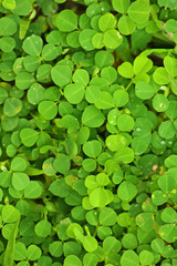 Small green leaves on ground. Close-up, top-down view of densely packed arrangement of small, round, green trees leaves. Repeating pattern of foliage, textured and vibrant of SEAMLESS PATTERN.