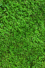 Small green leaves on ground. Close-up, top-down view of densely packed arrangement of small, round, green trees leaves. Repeating pattern of foliage, textured and vibrant of SEAMLESS PATTERN.