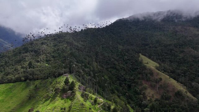 Valle del Cocora, Eje Cafetero. Colombia