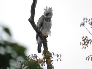 Chick of Harpy Eagle (Harpia harpyja) in north of Brazilian Amazon.