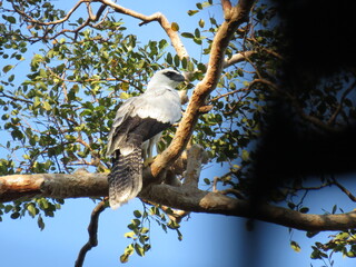 Chick of Crested Eagle (Morphnus guianensis) in north of Brazilian Amazonian.
