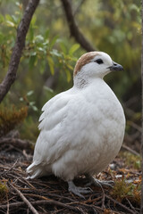 Willow Ptarmigan in Natural Habitat