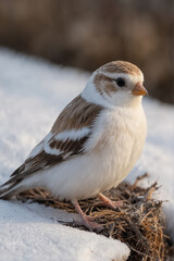Snow Bunting in Winter