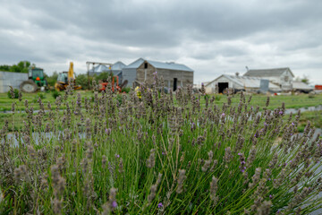 lavender plant in foreground with barns and farm equipment in the background