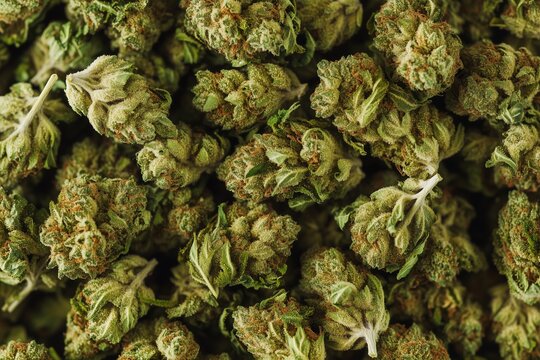 Closeup of Girl Scout Cookies Marijuana Buds Background Generative Illustration