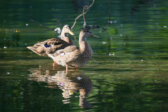 Two ducks standing in a lake