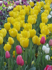 Canberra Flower Festival