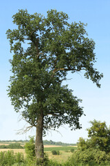 Fototapeta premium Beautiful trees with green leaves against sky outdoors