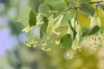 Fototapeta premium Linden tree branch with leaves and blooming flowers outdoors, closeup