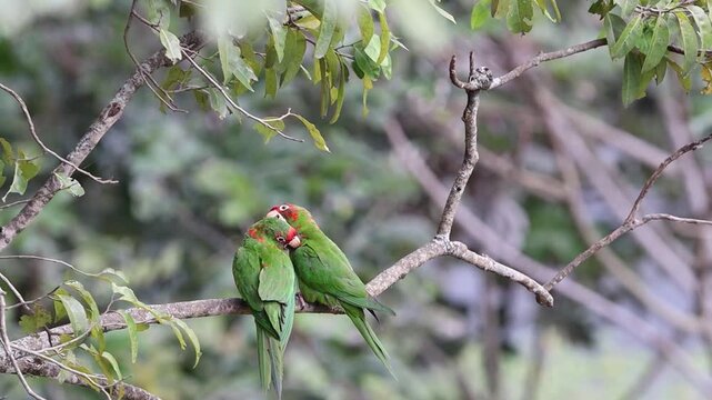 El amor en la vida salvaje