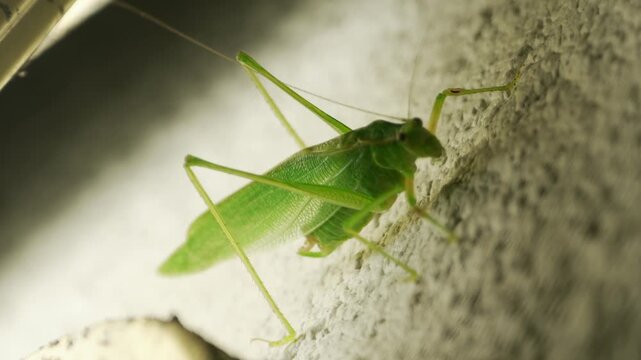 Close-up katydid emerging from behind porch light and pausing, moving its legs.