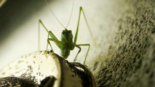 Close-up green katydid stand still, then slowly move towards porch light on wall