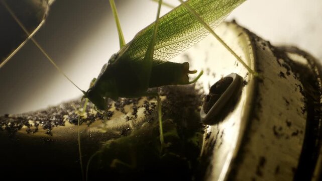 Close-up katydid on porch light beside wall, wandering and observing around.